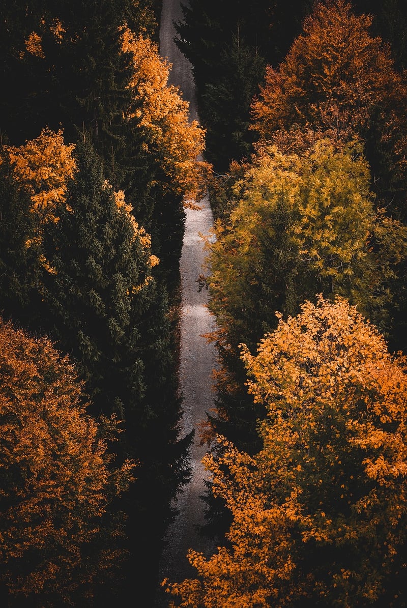 Mindful Hike